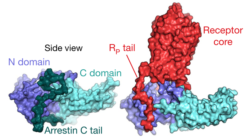 Molecular mechanism of GPCR-mediated arrestin activation