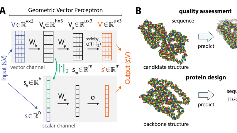 Learning from Protein Structure with Geometric Vector Perceptrons