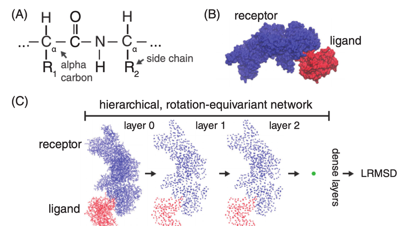 Hierarchical, rotation‐equivariant neural networks to select structural models of protein complexes