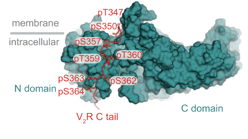 How GPCR Phosphorylation Patterns Orchestrate Arrestin-Mediated Signaling