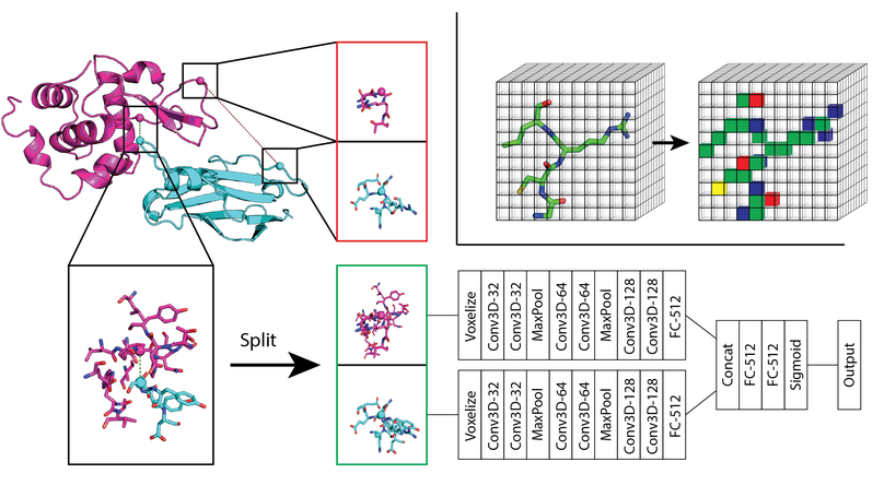 End-to-End Learning on 3D Protein Structure for Interface Prediction